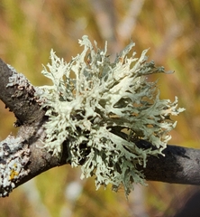 Ramalina americana