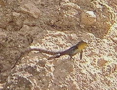 Sceloporus merriami