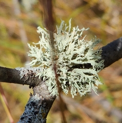 Ramalina americana