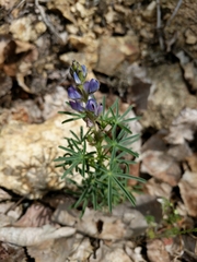 Lupinus angustifolius