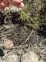Muhlenbergia minutissima