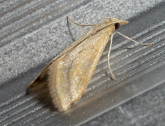 Microtheoris ophionalis