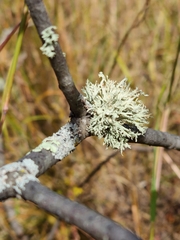 Ramalina americana