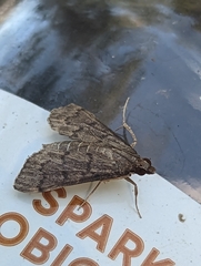 Herpetogramma phaeopteralis