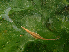 Stigmatopora nigra