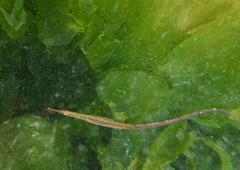 Stigmatopora nigra