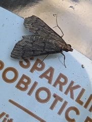 Herpetogramma phaeopteralis