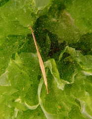 Stigmatopora nigra