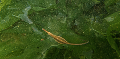 Stigmatopora nigra