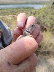 Crotaphytus bicinctores