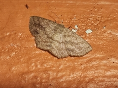Scopula compensata