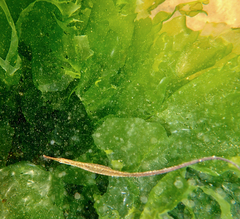 Stigmatopora nigra