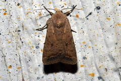 Caradrina montana