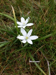 Ornithogalum