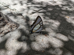 Polyura eudamippus