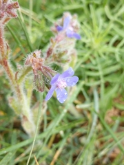 Anchusa