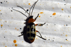 Paranapiacaba tricincta