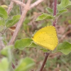 Eurema brigitta