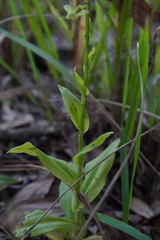 Habenaria floribunda