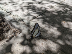 Polyura eudamippus