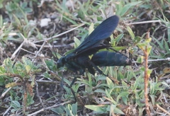 Pepsis terminata