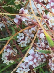 Cuscuta epithymum