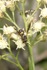 Leucospis