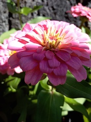 Zinnia elegans