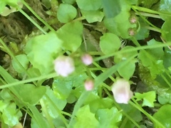 Hesperocodon hederaceus