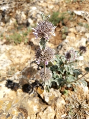 Marrubium supinum
