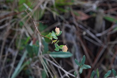 Hypericum tetrapetalum