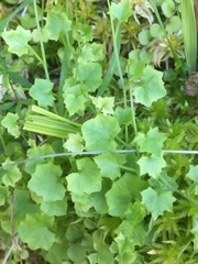 Hesperocodon hederaceus