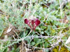 Linaria aeruginea
