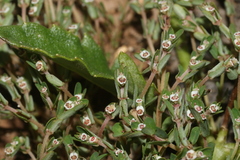 Euphorbia pergamena