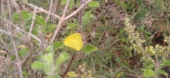 Eurema brigitta