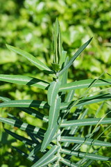 Euphorbia lathyris