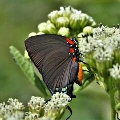 Atlides halesus