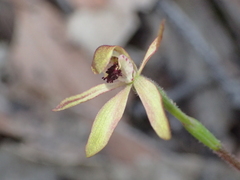 Caladenia transitoria