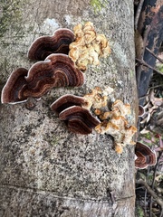Punctularia strigosozonata
