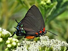 Atlides halesus