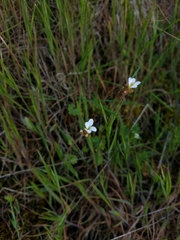 Saxifraga granulata