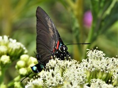 Atlides halesus