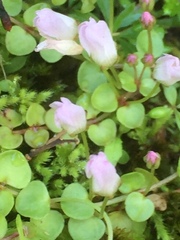 Lysimachia tenella