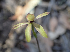 Caladenia transitoria