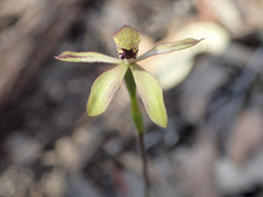 Caladenia transitoria