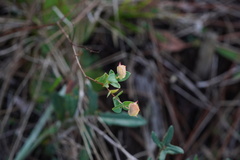 Hypericum tetrapetalum