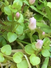 Lysimachia tenella