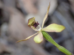 Caladenia transitoria