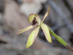 Caladenia transitoria