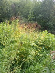 Thalictrum dasycarpum